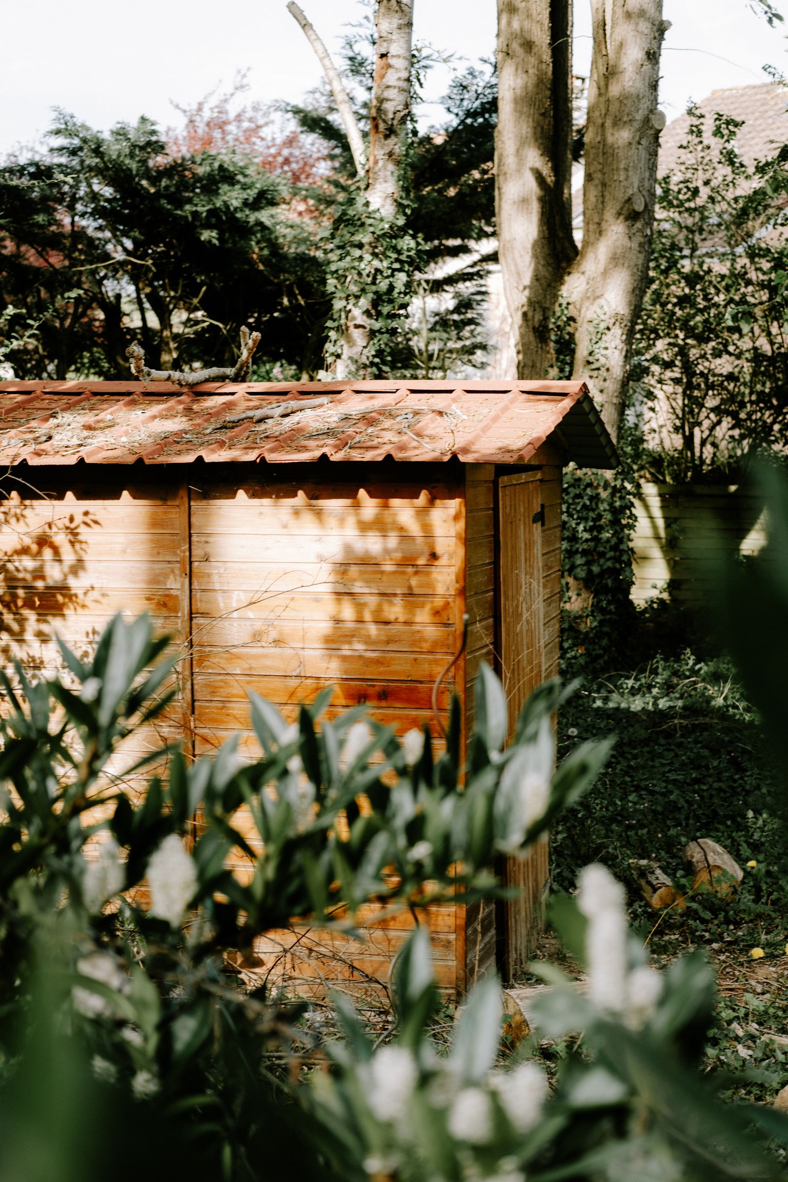 Backyard wooden shed ready for tear-down and removal